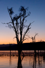 Fototapeta na wymiar Dead tree in lake silhouetted at dawn