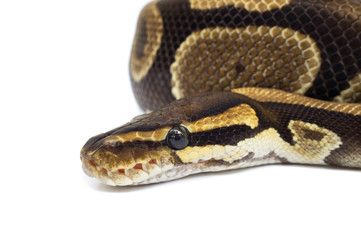 Obraz premium Ball Python (Python regius), in studio against a white backgroun