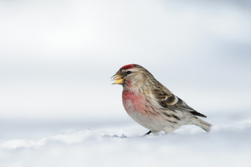 Winter Redpoll in snowdrift