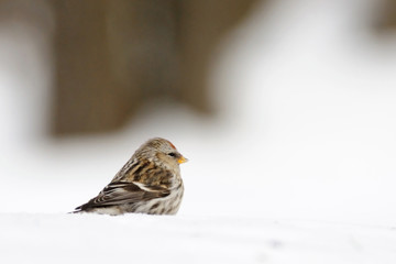 Winter Redpoll in snowdrift