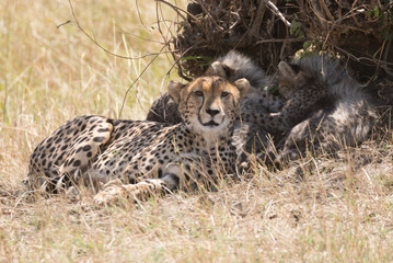 Female cheetah looking at camera beside cubs