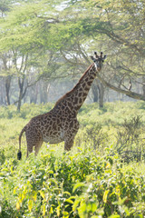 Giraffe stands in clearing looking at camera