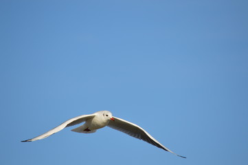 mouette