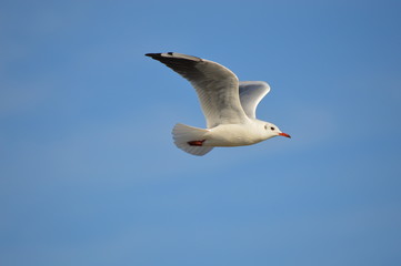 mouette