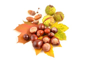 Kastanien und Eicheln. 