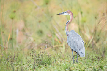 Goliath heron perched in undergrowth near lake