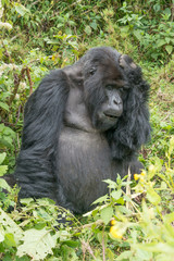 Gorilla closes eyes with hand on head