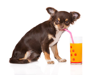 brown chihuahua puppy drinking orange juice © otsphoto