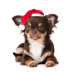 brown chihuahua puppy in a santa hat