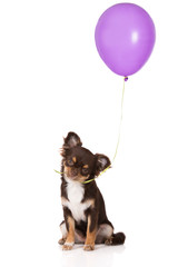 brown chihuahua puppy holding an air balloon