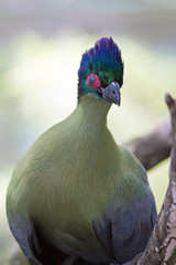 Blue Head Red Eye Bird - Exotic Bird with a Blue and Green Head, a White and Purple Body and a Red Eye Perched in a Tree