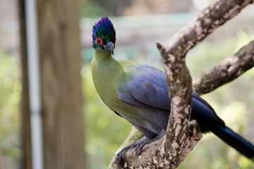 Blue Head Red Eye Bird - Exotic Bird with a Blue and Green Head, a White and Purple Body and a Red Eye Perched in a Tree