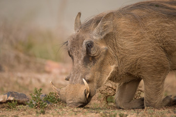Naklejka na ściany i meble Head of warthog kneeling to find food