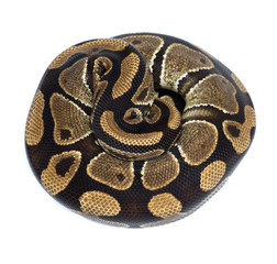 Ball Python (Python regius), in studio against a white backgroun