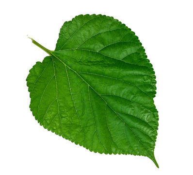 Mulberry leaf on white background