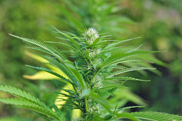 Cannabis plant at flowering stage