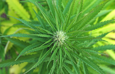 Naklejka na ściany i meble Cannabis plant at flowering stage