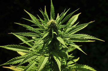 Cannabis plant at flowering stage
