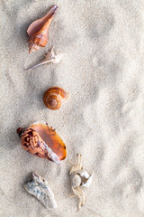 Sea shells,starfish and crab on beach sand for summer and beach