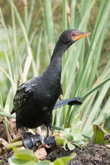 Long-tailed cormorant stretching to see over reeds
