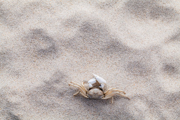 Sea shells,starfish and crab on beach sand for summer and beach