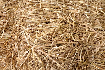 Dried grass