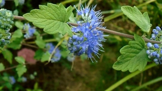 Caryopteris - blue flowers and bee