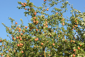 Ripe pears hanging on the tree
