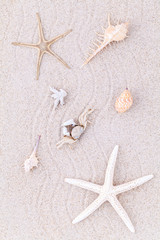 Fototapeta na wymiar Sea shells,starfish and crab on beach sand for summer and beach