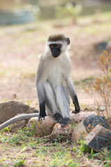 Male vervet monkey on rock in sunshine