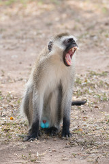 Fototapeta premium Male vervet monkey yawning on dusty ground