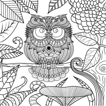 Owl drawing for coloring book.