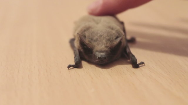 The bat lies on the ground, a man stroking her finger.