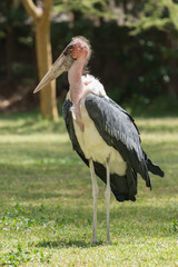 Marabou stork on grass with wings folded