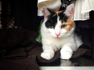 katze