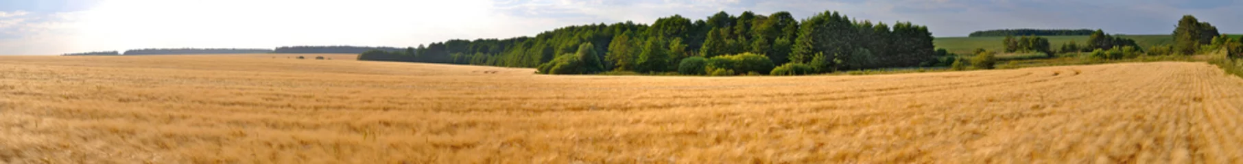 Papier Peint photo Campagne panorama de champ de blé