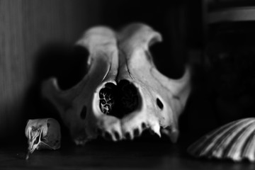 Animal skulls on a shelf. Black and white photography, selective focus, blurred image.