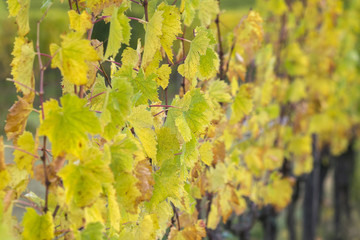grape leaves