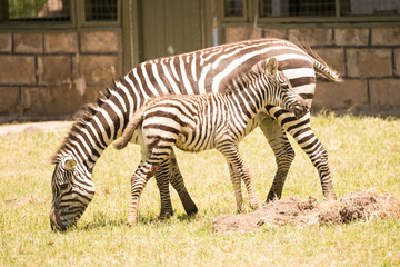 Fototapeta na wymiar Mother and baby zebra side-by-side on grass