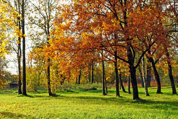 Fototapeta na wymiar autumn trees background
