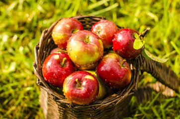 Basket of red apples on a grass