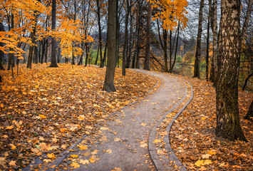 Obraz premium Кленовая осень Maple autumn