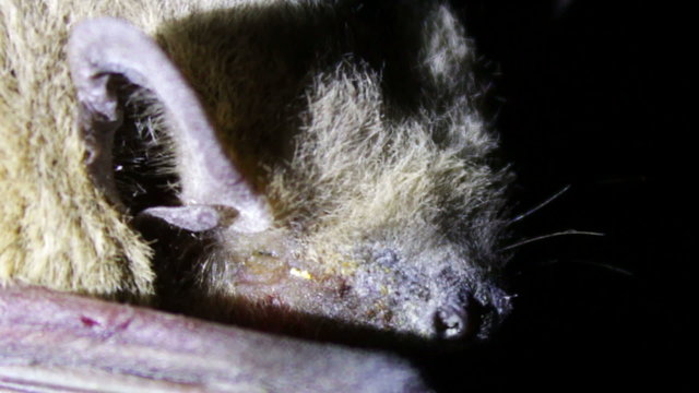 Bat night lying on the ground.