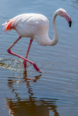 Laufender Flamingo