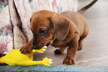 Two months mischievous puppy dachshund smooth playing with rubber toys