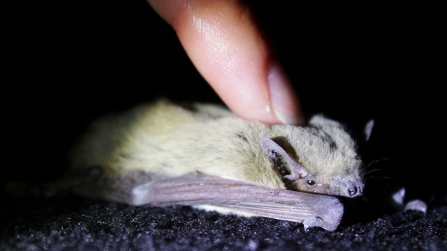 Bat night lying on the ground and a man stroking her finger.