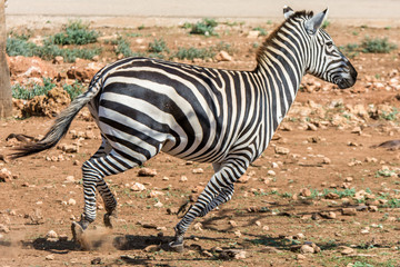 Fototapeta na wymiar rennendes Zebra