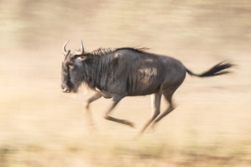 Obraz premium Slow pan of wildebeest galloping over savannah