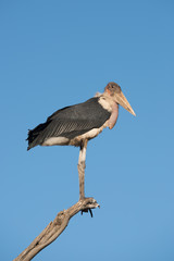 Stork perched on branch looking towards camera
