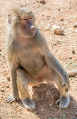 Sitzendes Pavian Weibchen